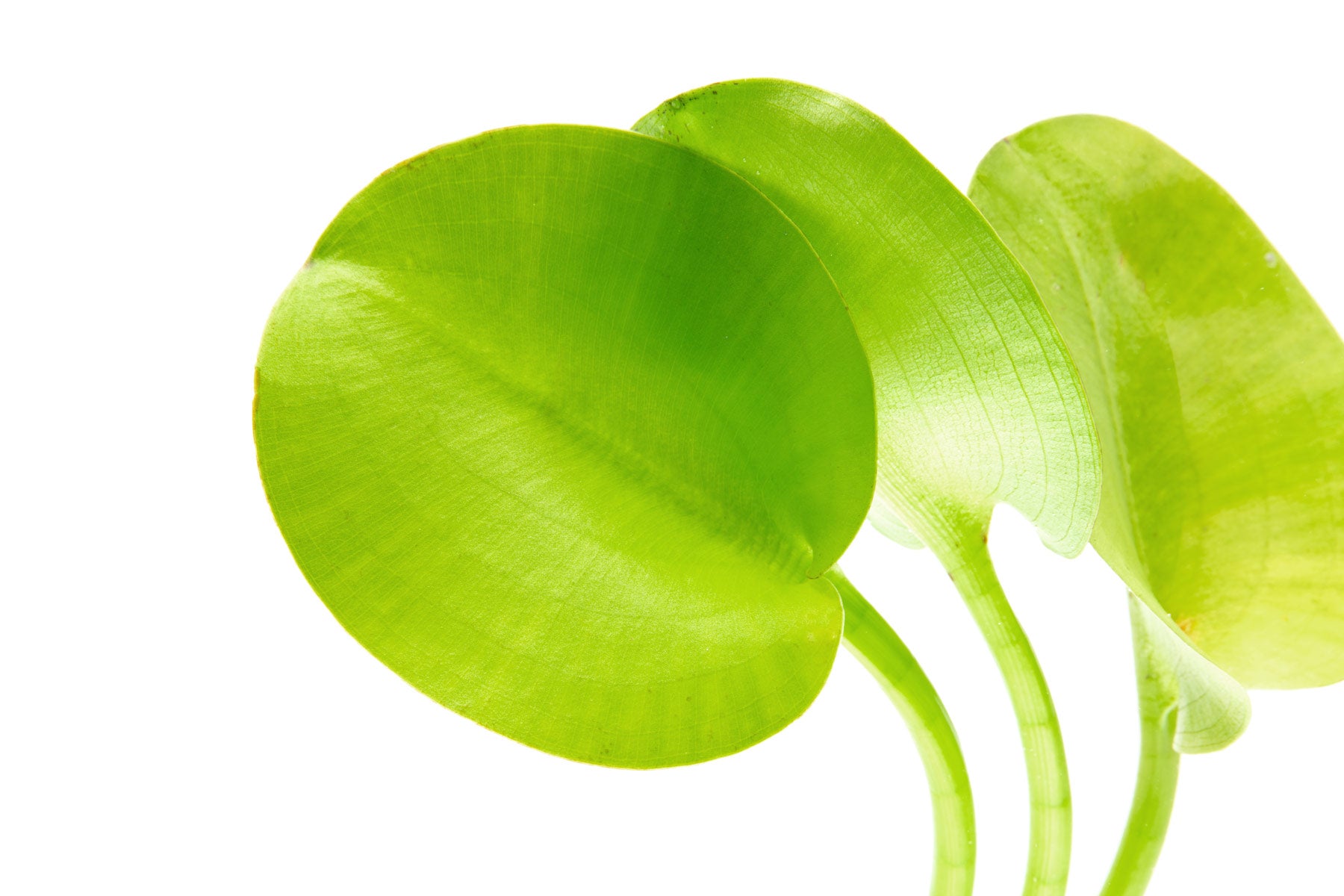 Close-up photo of water poppy leaves