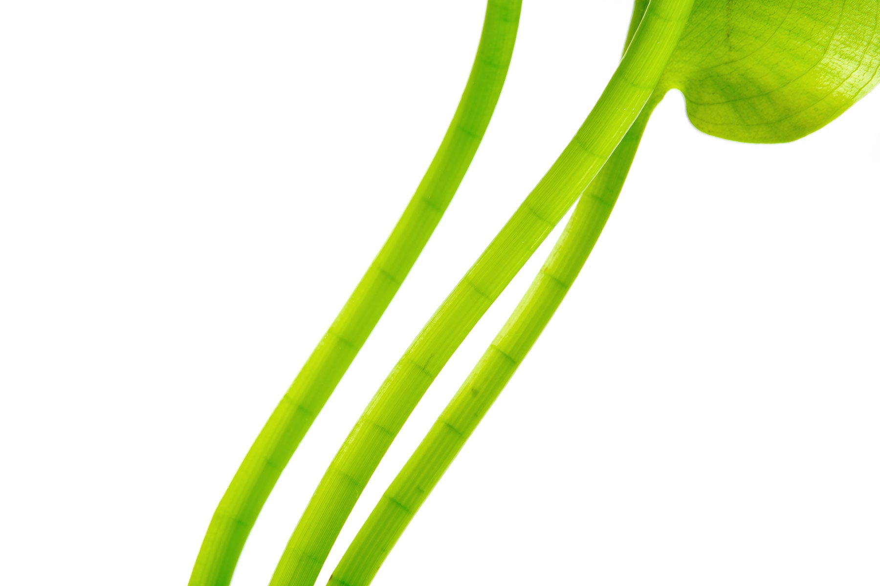Close-up photo of Water Poppy stems