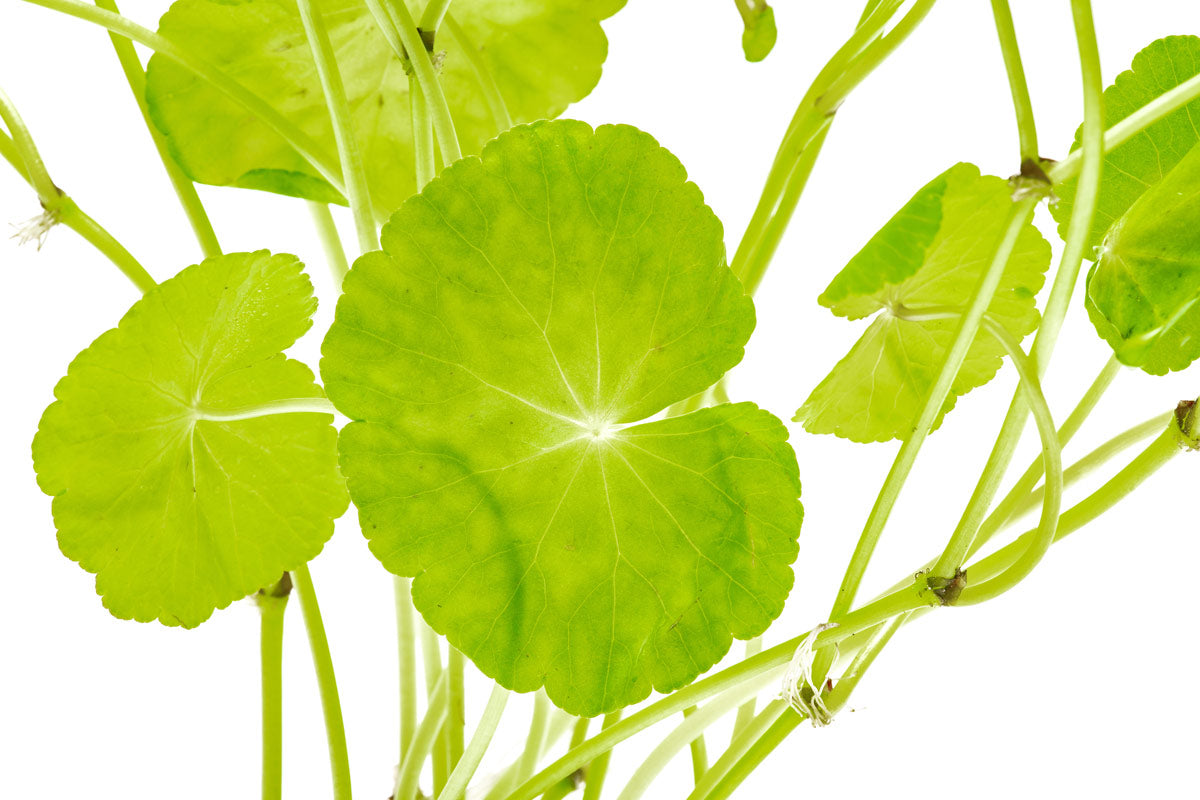 Hydrocotyle Leucocephala - Glass Aqua