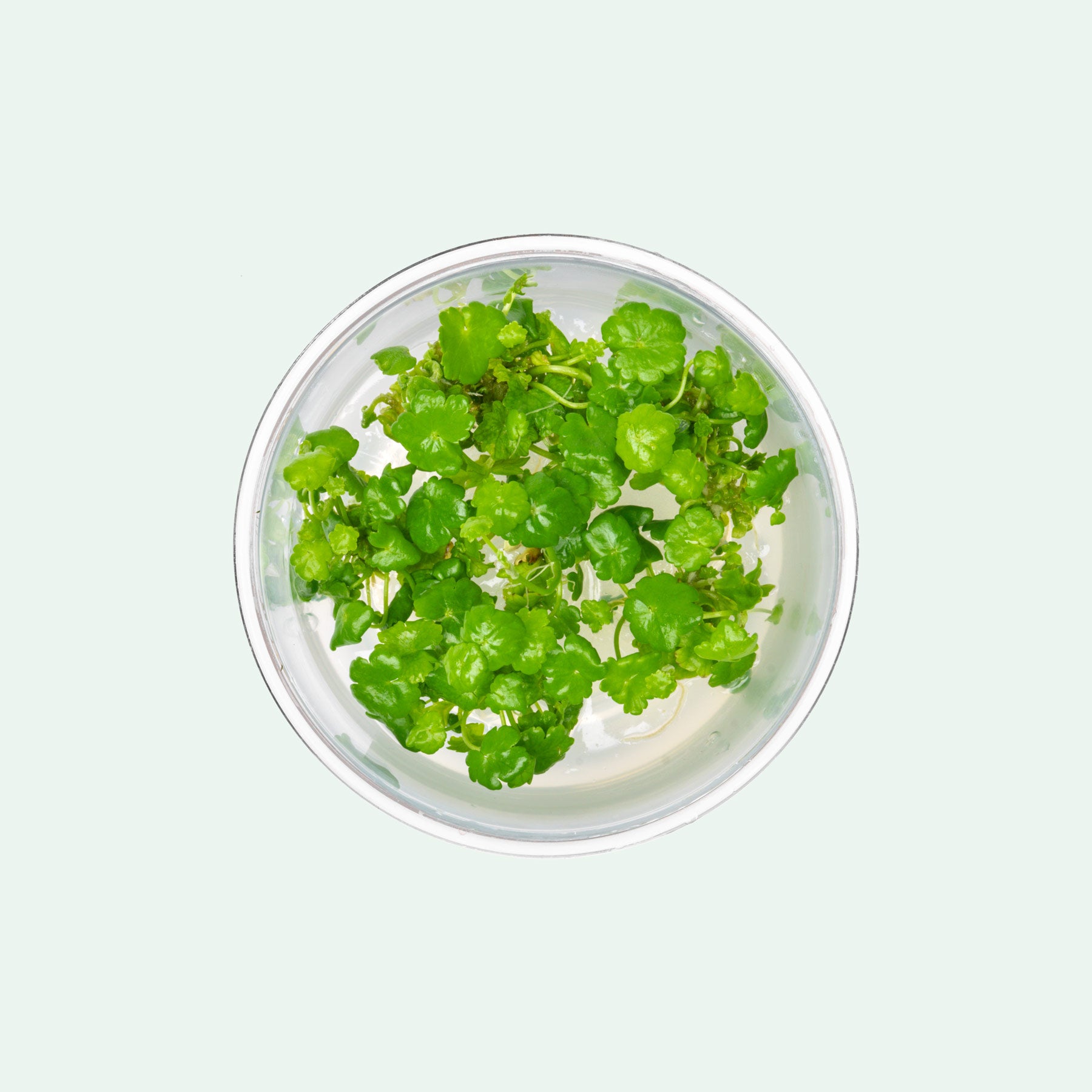 Hydrocotyle Sibthorpioides - Glass Aqua