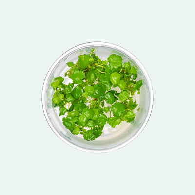 Hydrocotyle Sibthorpioides - Glass Aqua