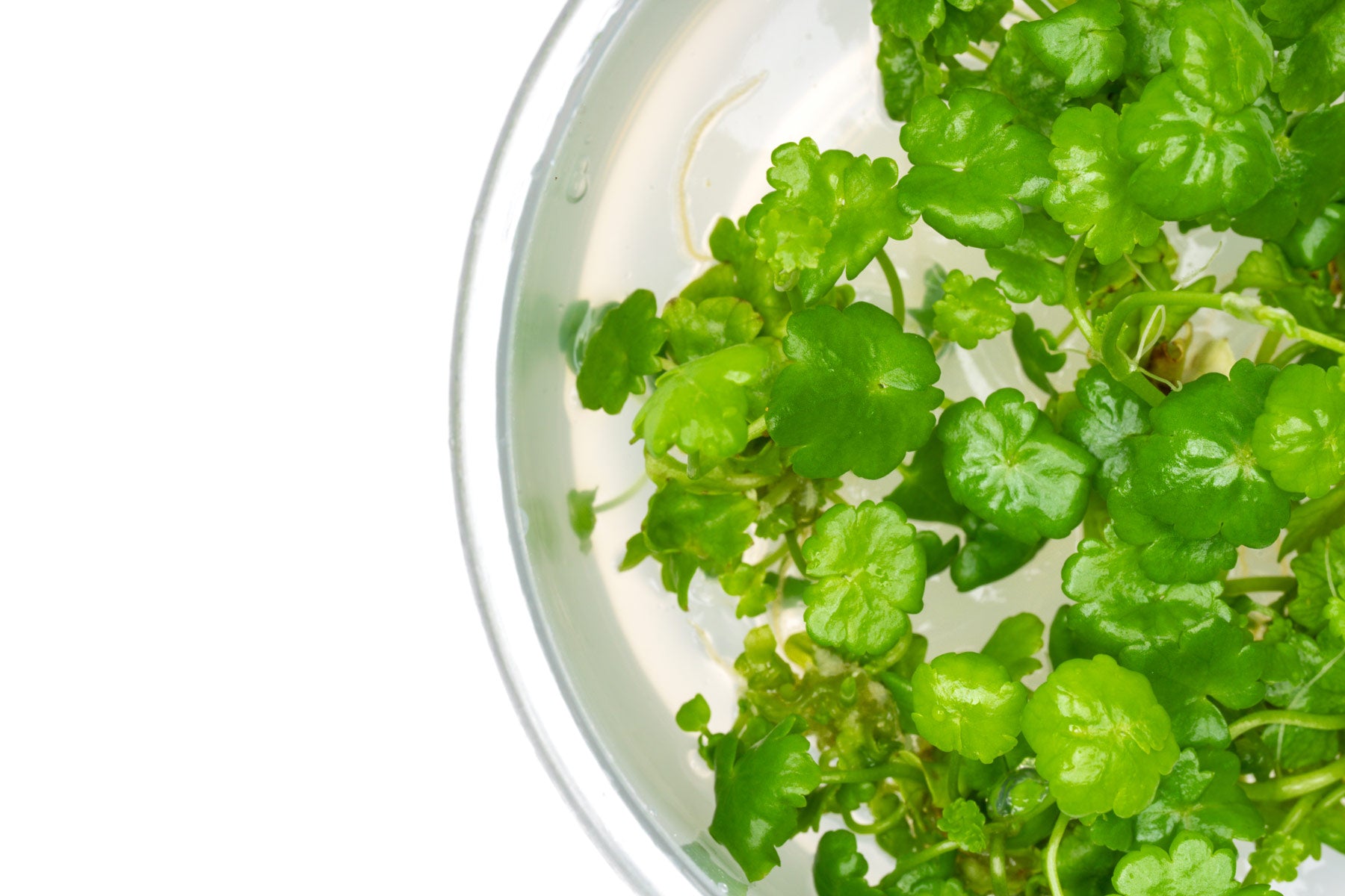 Hydrocotyle Sibthorpioides - Glass Aqua