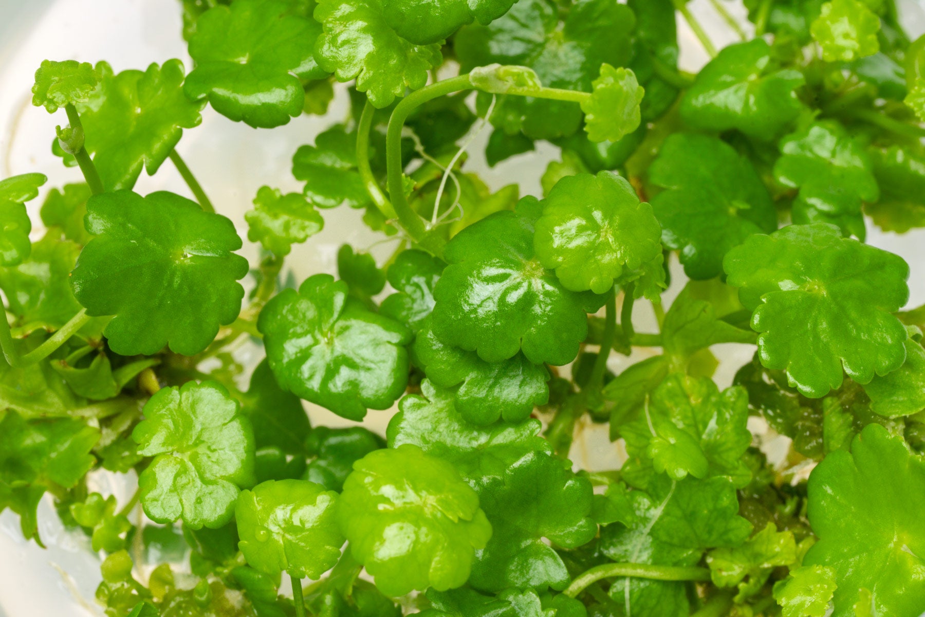Hydrocotyle Sibthorpioides - Glass Aqua