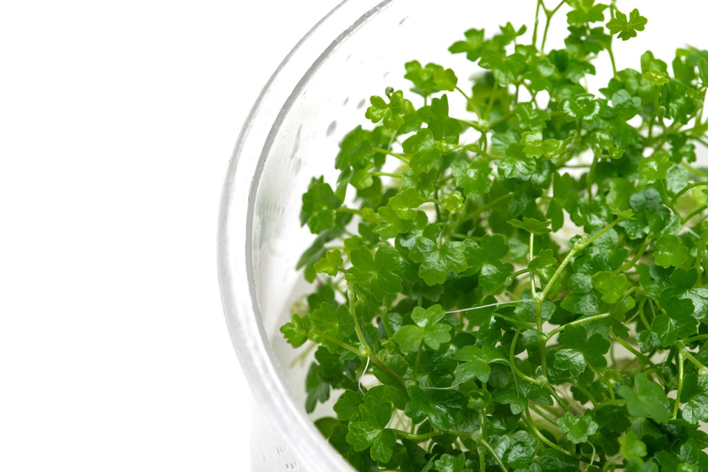 Hydrocotyle Tripartita Mini - Glass Aqua
