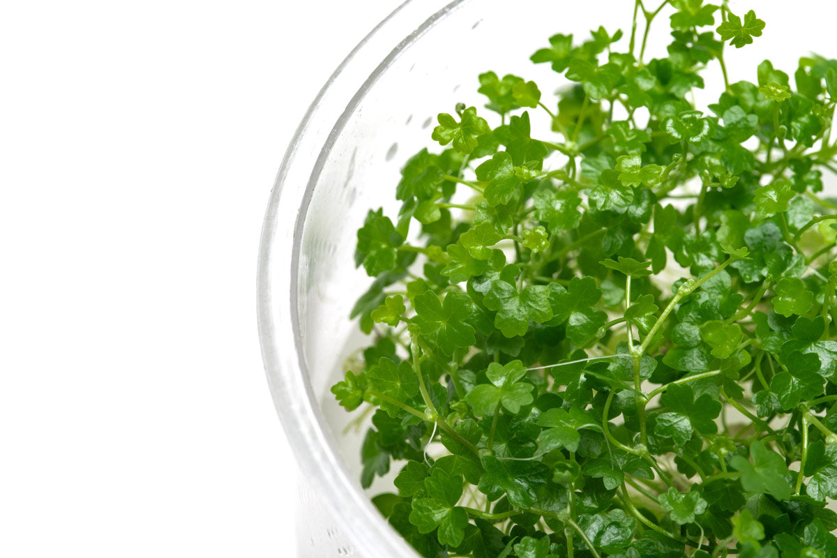 Hydrocotyle Tripartita Mini - Glass Aqua