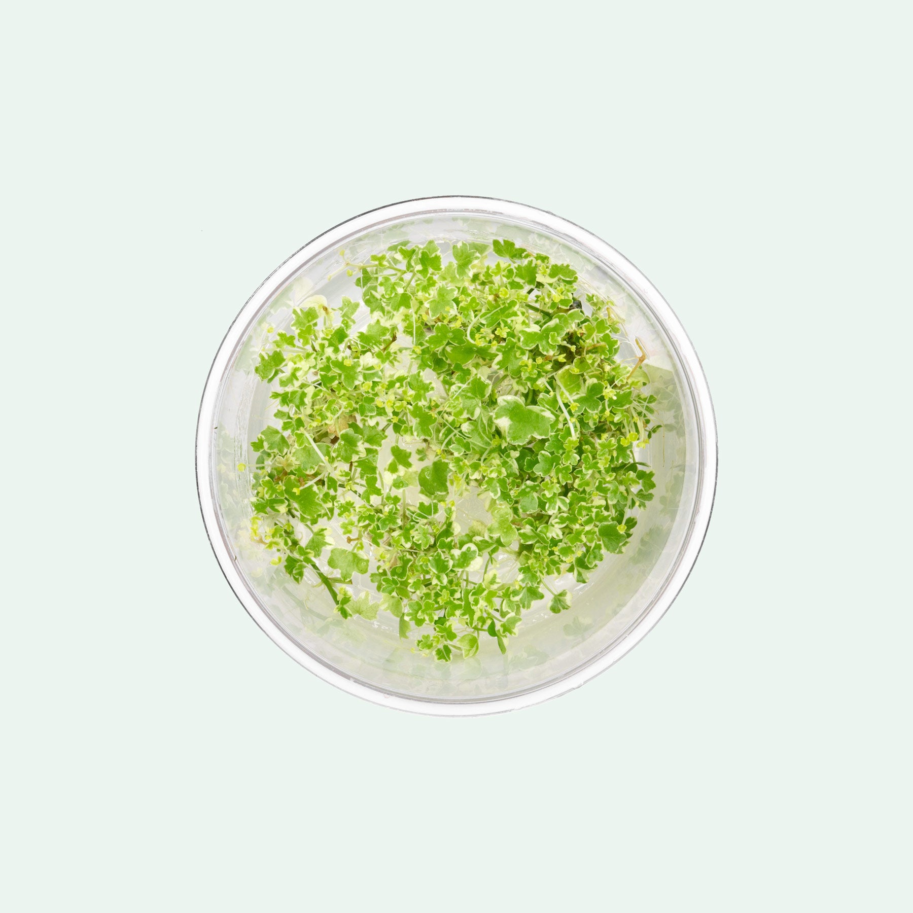 Hydrocotyle tripartita mini variegated live aquarium plant in tissue culture for planted tanks and aquascaping