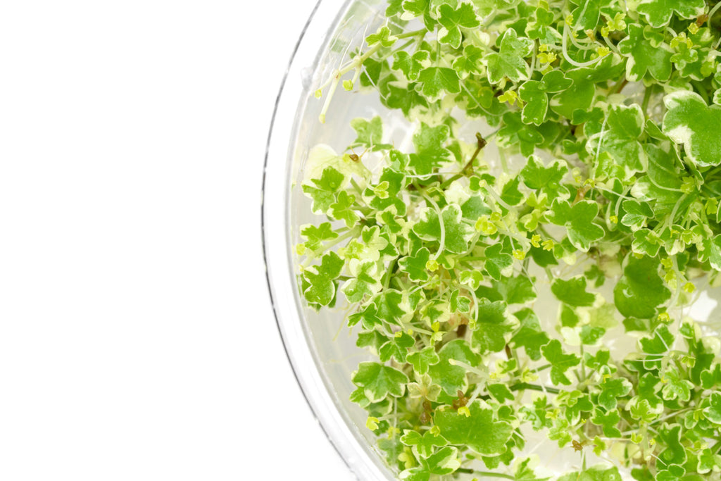 Hydrocotyle tripartita mini variegated aquarium plant with clover-shaped leaves