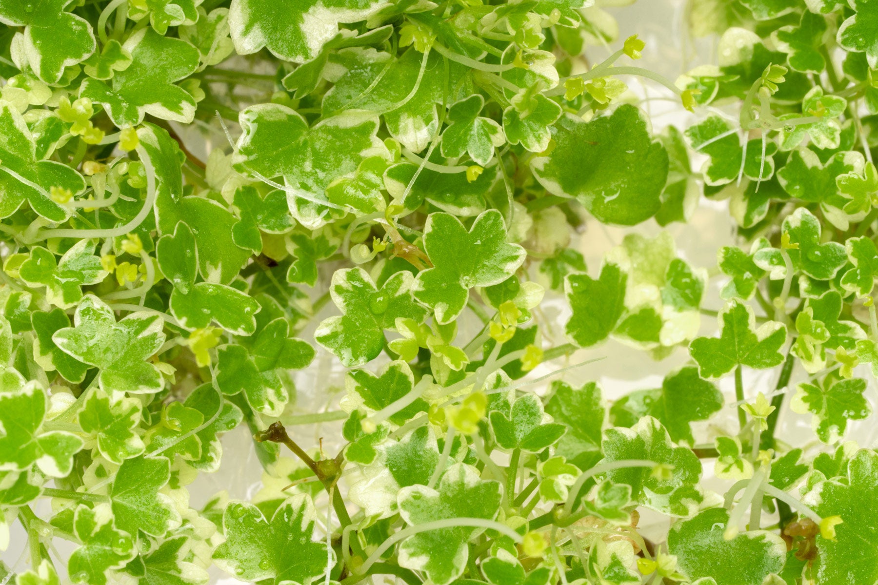 Hydrocotyle tripartita mini variegated live aquatic plant for planted aquariums and aquascaping