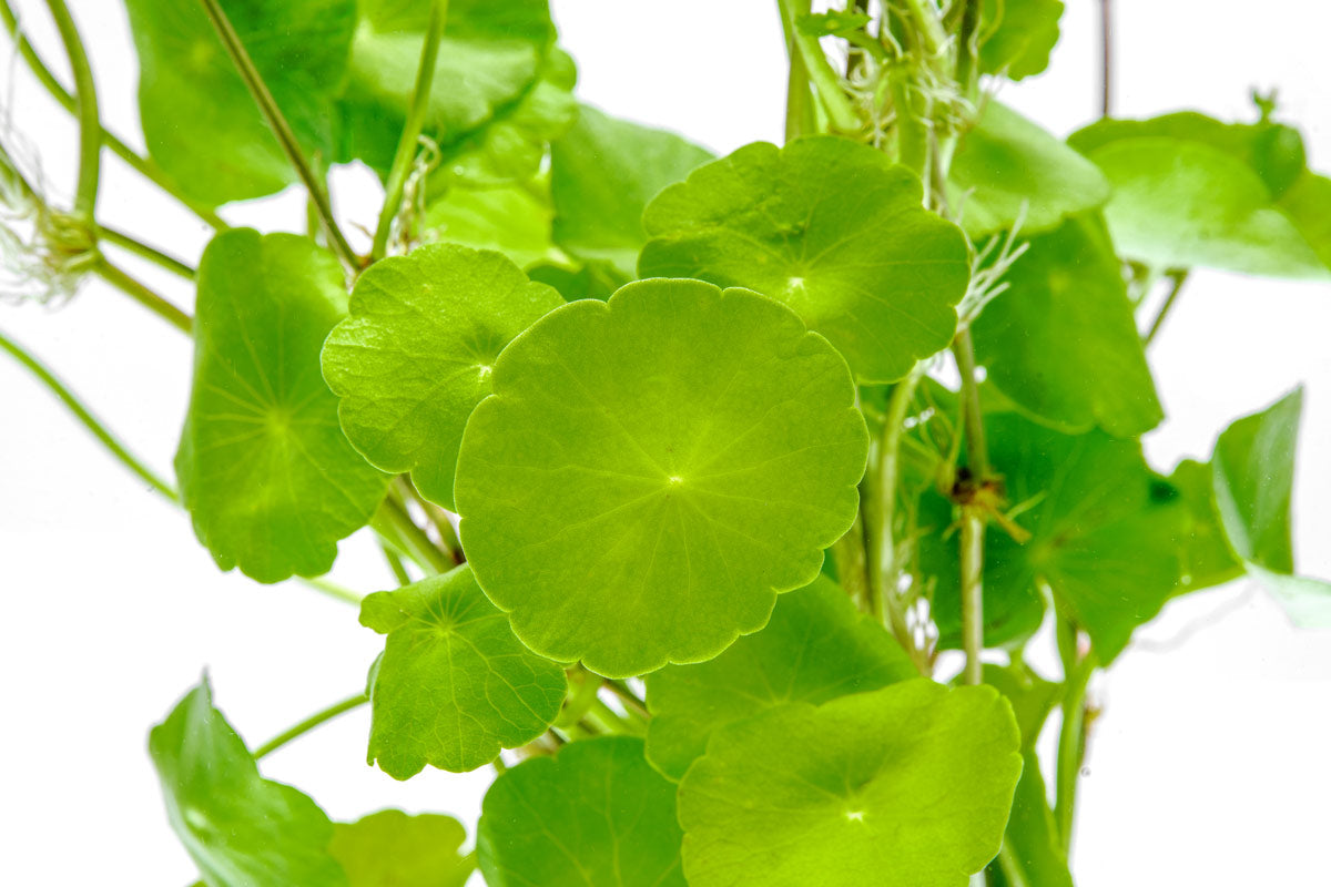 Hydrocotyle Verticillata - Glass Aqua
