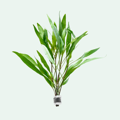 Hygrophila Angustifolia | Shop Live Aquatic Plants - Glass Aqua