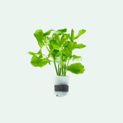 Hygrophila Difformis Water Wisteria Sprite Live Aquatic Plant