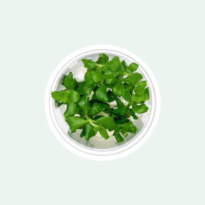 Water Wisteria - Hygrophila Difformis 'Pink' | Glass Aqua