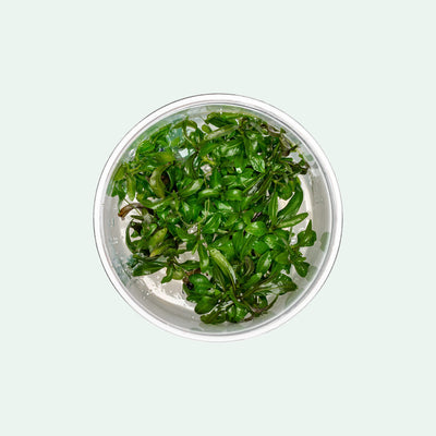 Hygrophila Araguaia Tissue Culture | Shop Aquatic Plants - Glass Aqua