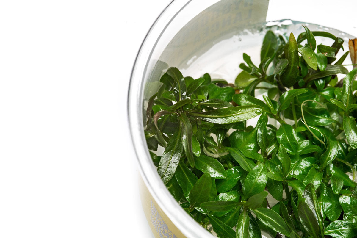 BUY 2 GET 1 FREE – Hygrophila Araguaia Live Aquarium Plants, Beginner Friendly