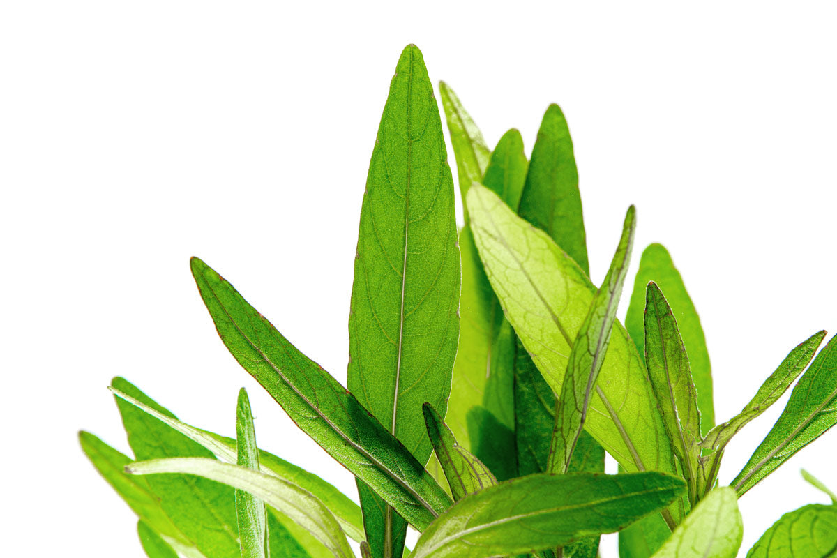 Hygrophila Lancea Araguaia - Glass Aqua
