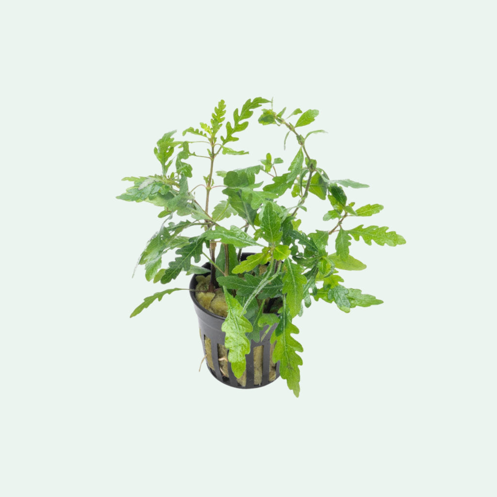 Hygrophila Pinnatifida