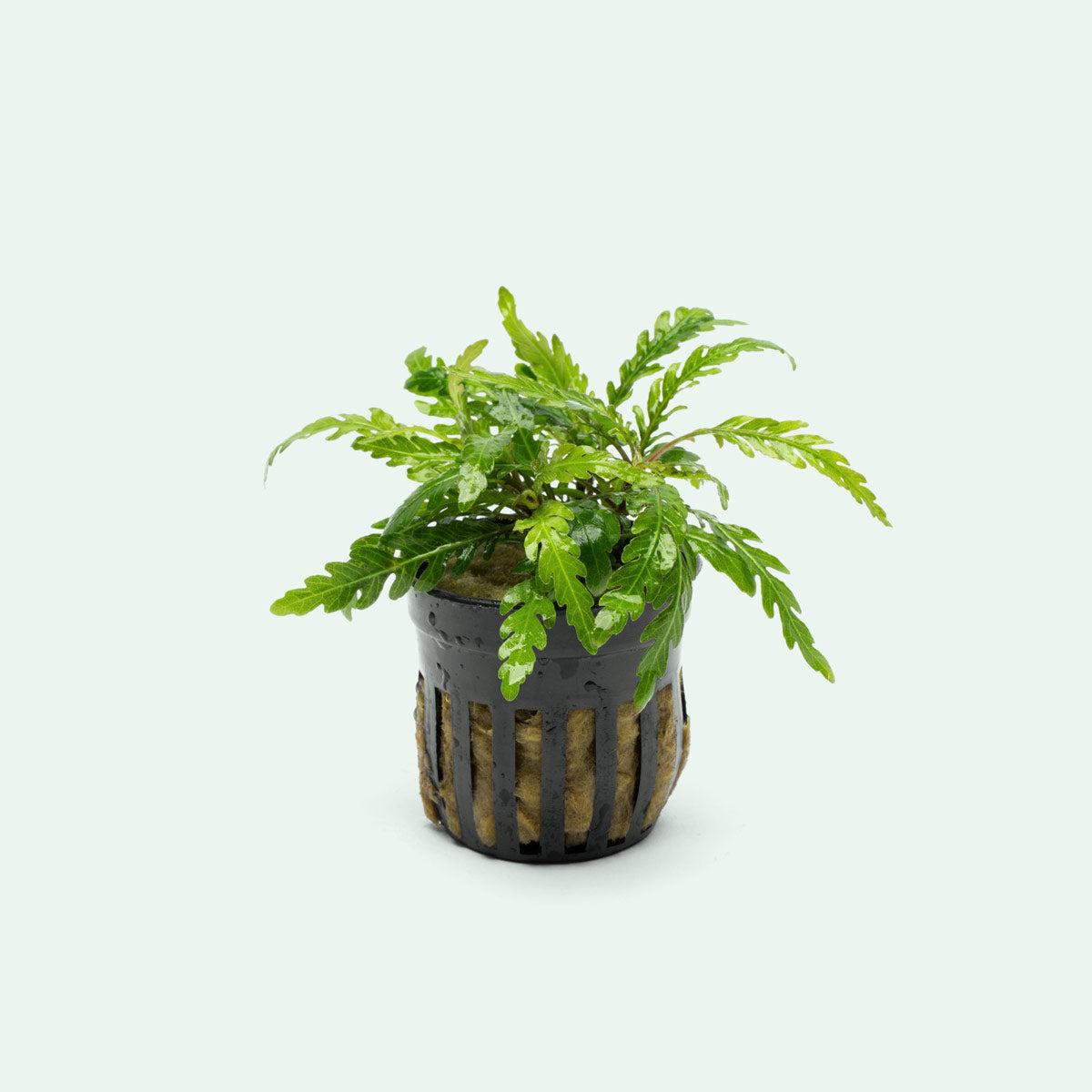 Hygrophila Pinnatifida 'UK' - Live Aquarium Plant | Glass Aqua