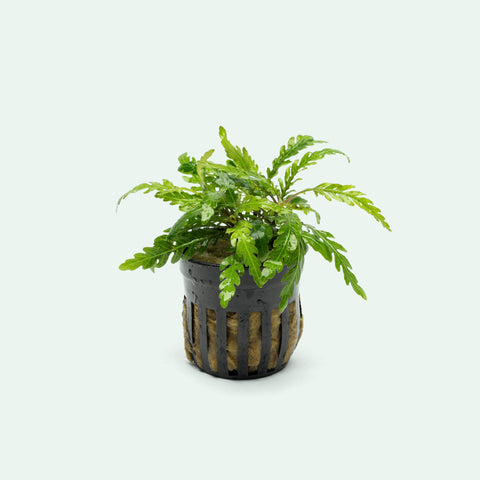 Hygrophila Pinnatifida 'UK' - Live Aquarium Plant | Glass Aqua