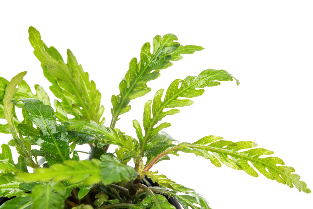 Hygrophila Pinnatifida 'UK' - Live Aquarium Plant | Glass Aqua