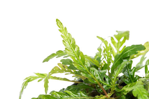 Hygrophila Pinnatifida 'UK' - Live Aquarium Plant | Glass Aqua