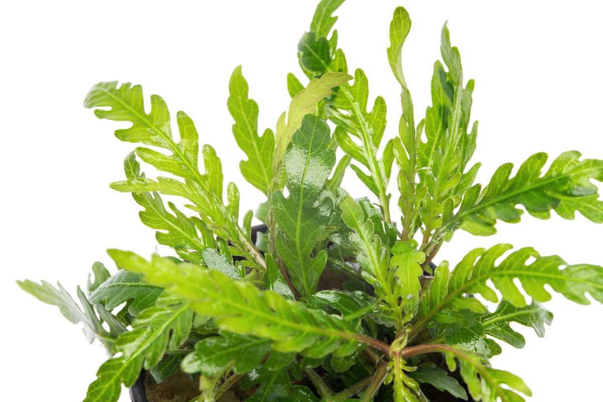 Hygrophila Pinnatifida 'UK' - Live Aquarium Plant | Glass Aqua