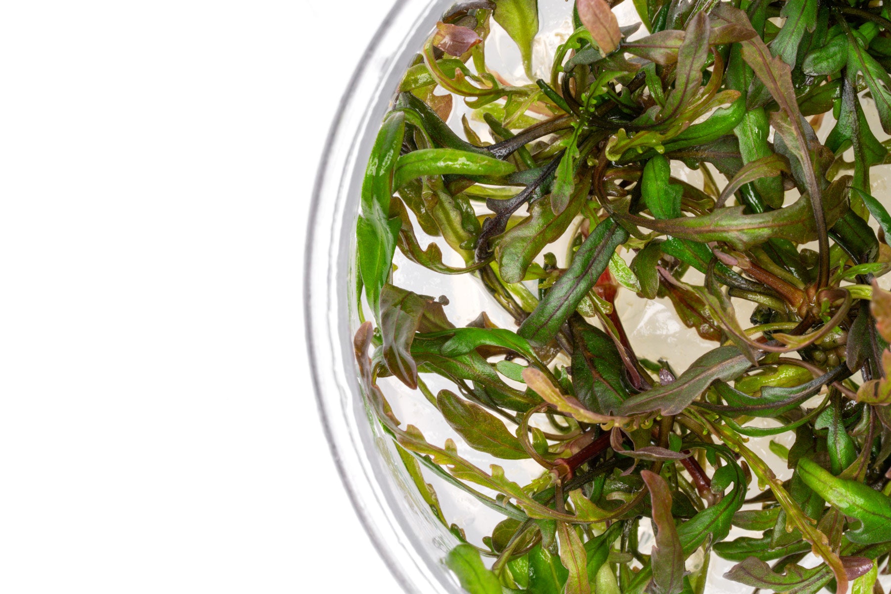 Hygrophila Pinnatifida Live Aquarium Plant for Planted Tank