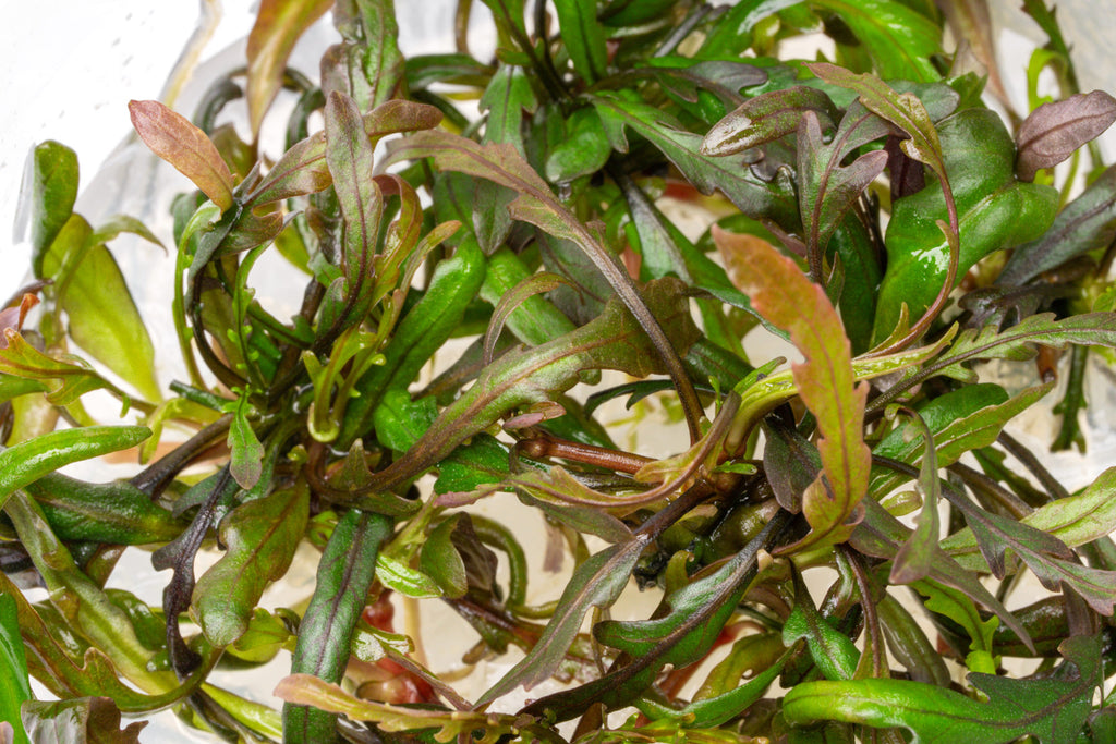 Hygrophila Pinnatifida Live Aquarium Plant for Planted Tank