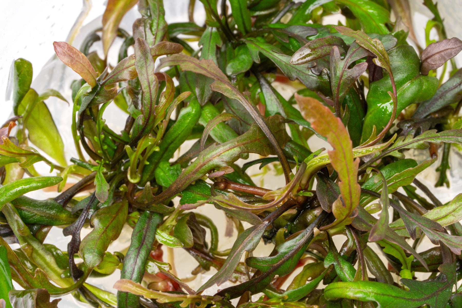 Hygrophila Pinnatifida Live Aquarium Plant for Planted Tank