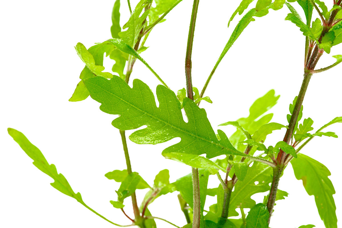 Hygrophila Pinnatifida