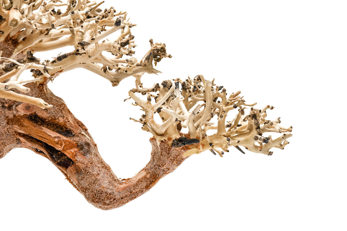 Ultum Nature Systems UNS Bonsai Tree Driftwood Aquarium Hardscape Wood 014