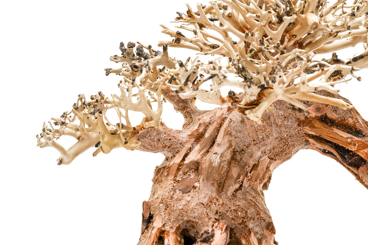 Ultum Nature Systems UNS Bonsai Tree Driftwood Aquarium Hardscape Wood 014