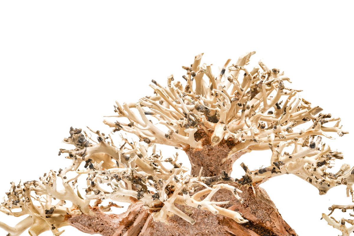Ultum Nature Systems UNS Bonsai Tree Driftwood Aquarium Hardscape Wood 014