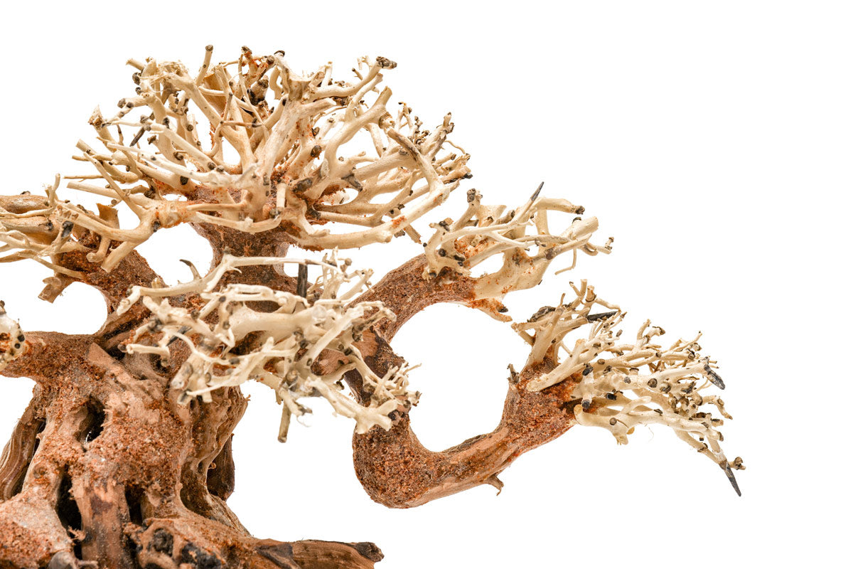 Ultum Nature Systems UNS Bonsai Tree Driftwood Aquarium Hardscape Wood 014