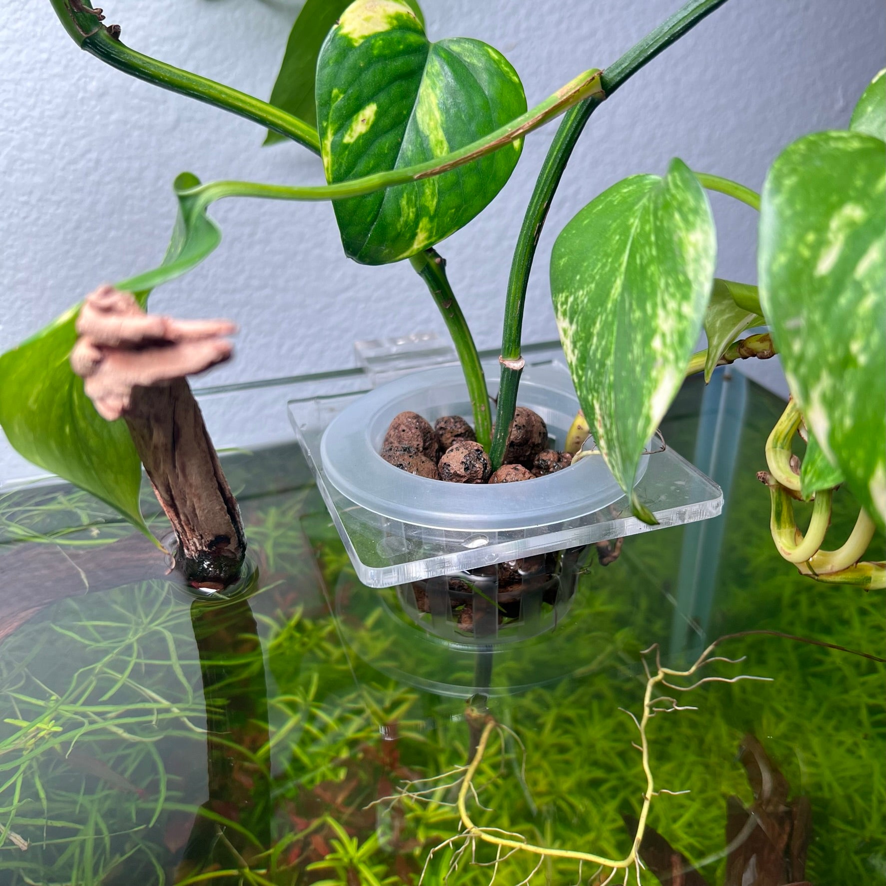 Hydroponic Planter Pot - Medium - Glass Aqua