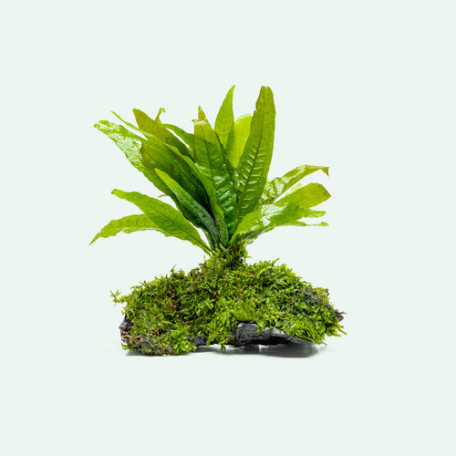 Java Fern and Christmas Moss on aquarium driftwood 
