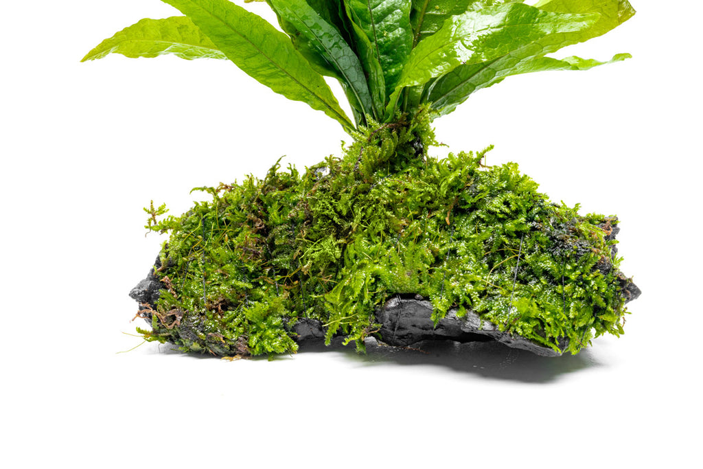 Microsorum Pteropus & Christmas Moss Driftwood