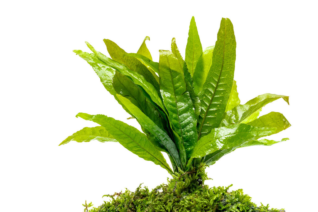 Microsorum Pteropus & Christmas Moss Driftwood