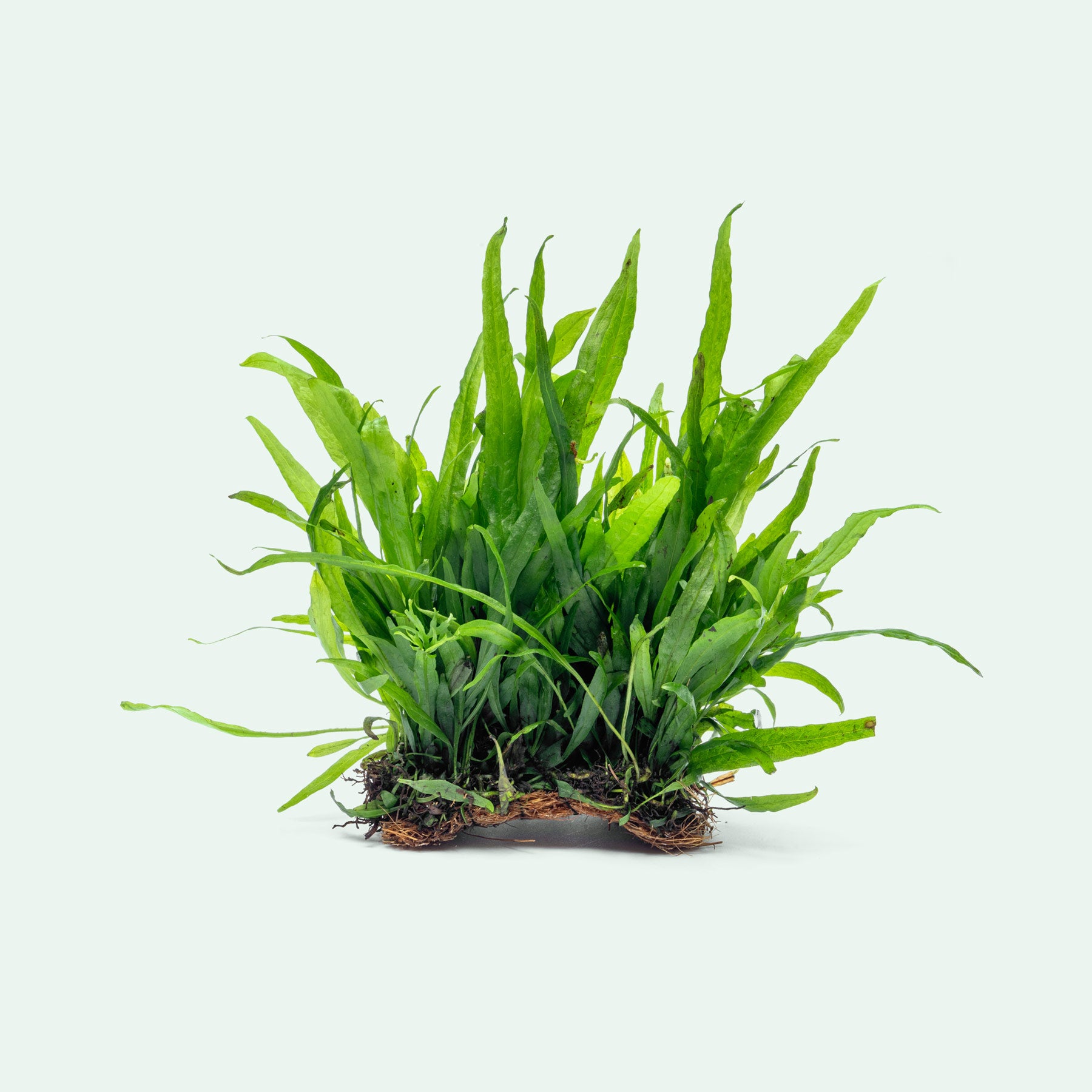 Microsorum Pteropus Narrow Mat - Glass Aqua