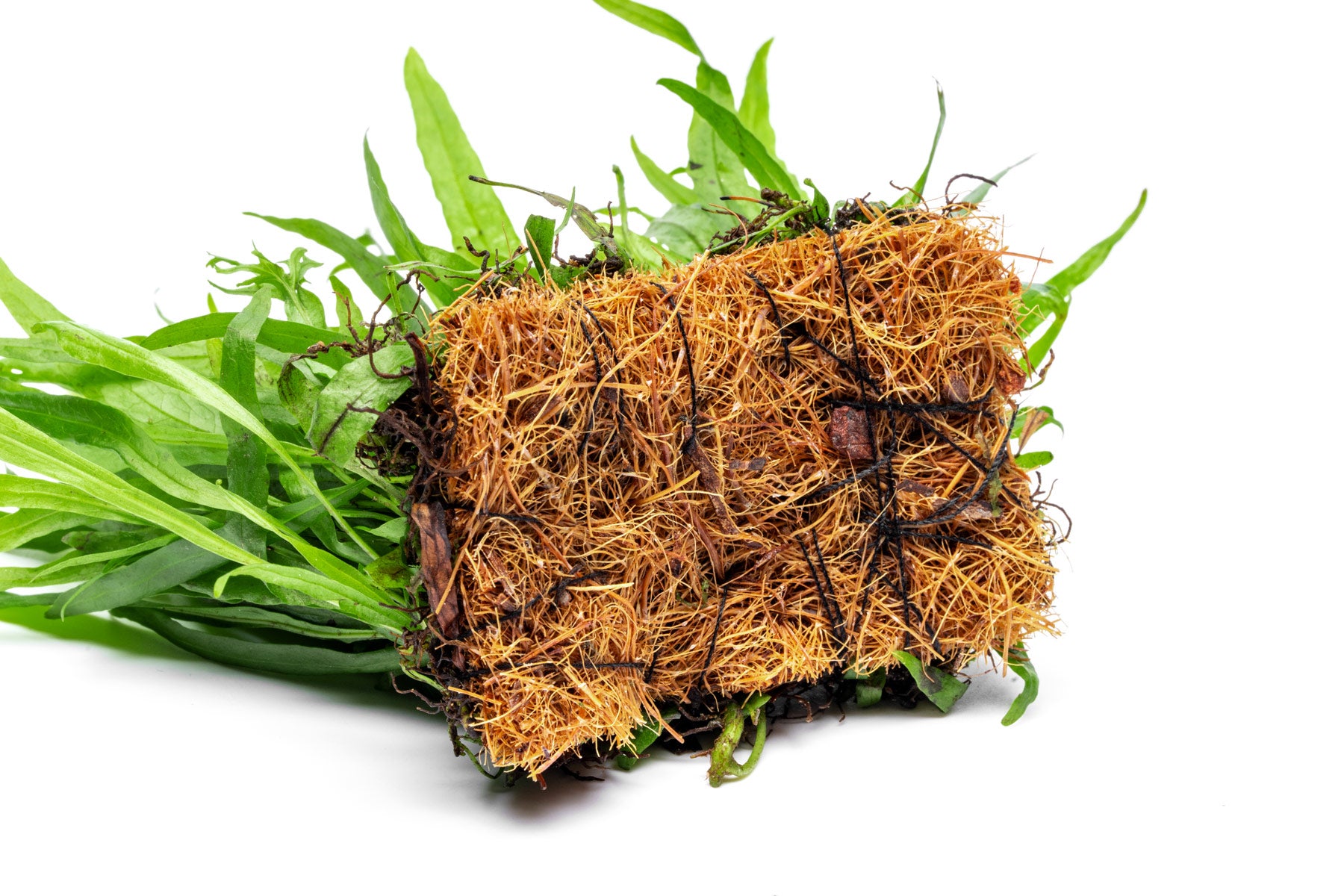 Microsorum Pteropus Narrow Mat - Glass Aqua