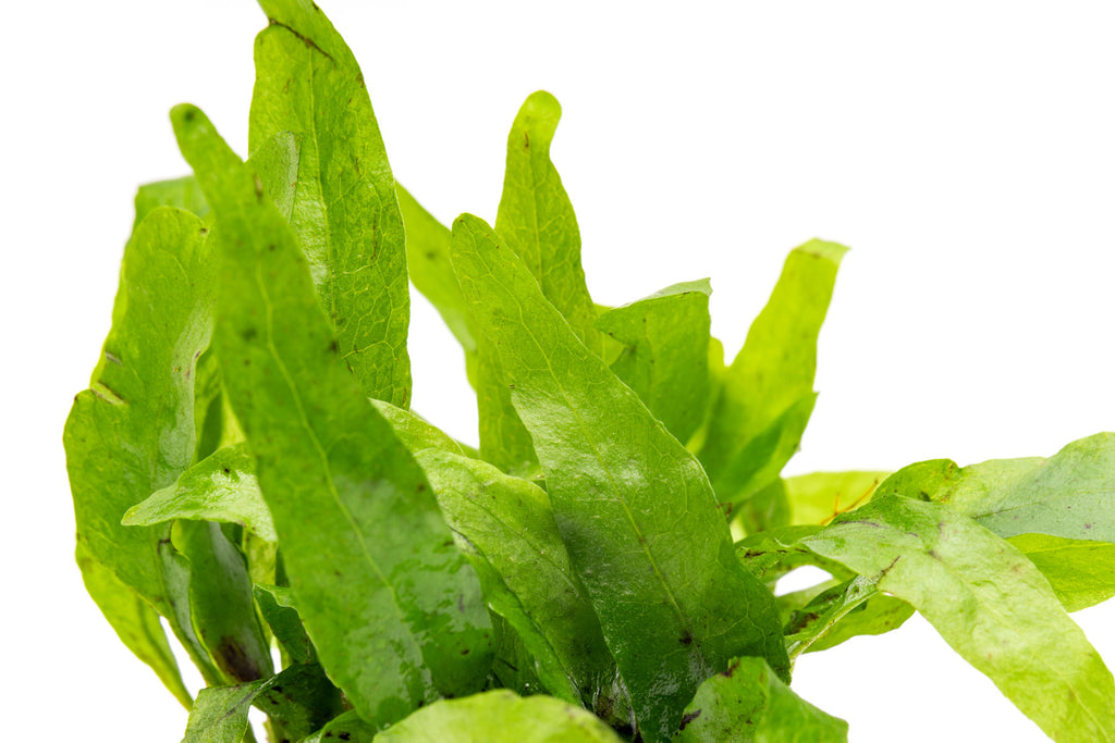 Java Fern Microsorum Pteropus Narrow Leaf Mini Live Aquatic Plant