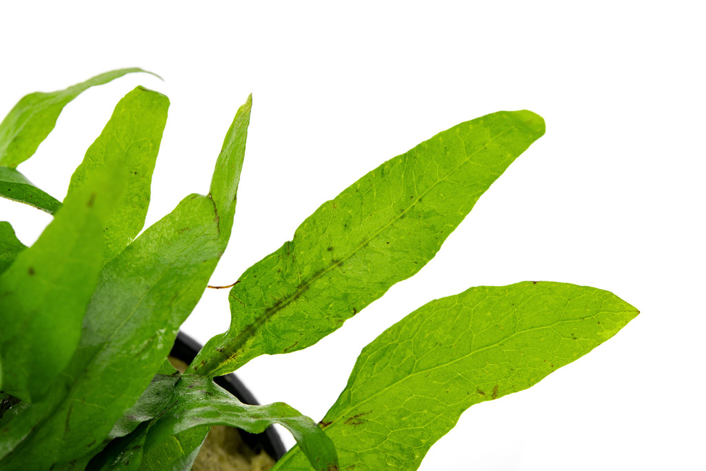 Java Fern Microsorum Pteropus Narrow Leaf Mini Live Aquatic Plant