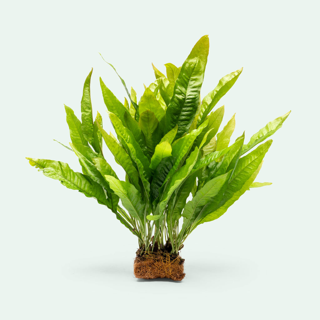 Microsorum Pteropus Java Fern | Beginner Aquarium Plants - Glass Aqua