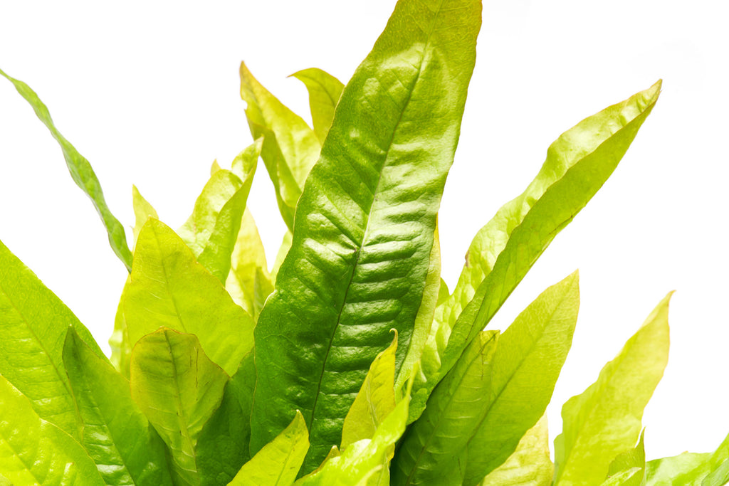 Microsorum Pteropus Java Fern | Beginner Aquarium Plants - Glass Aqua