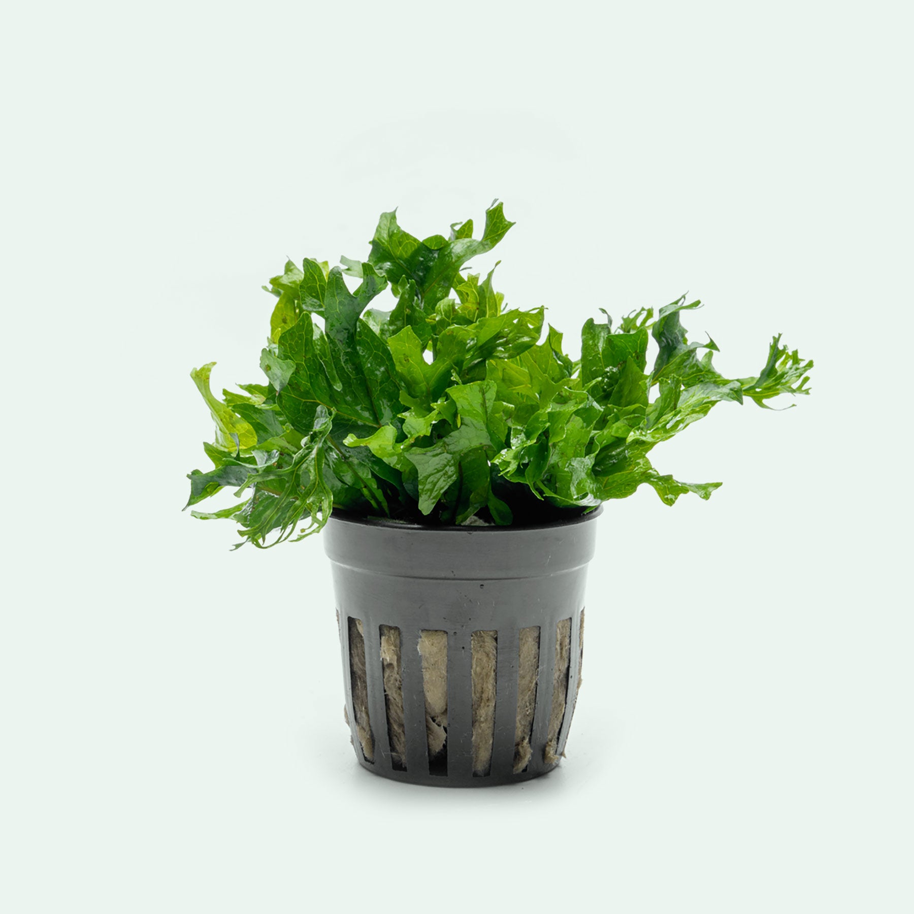 Java Fern Windelov Hybrid in aquarium plant pot for aquascaping and planted tanks
