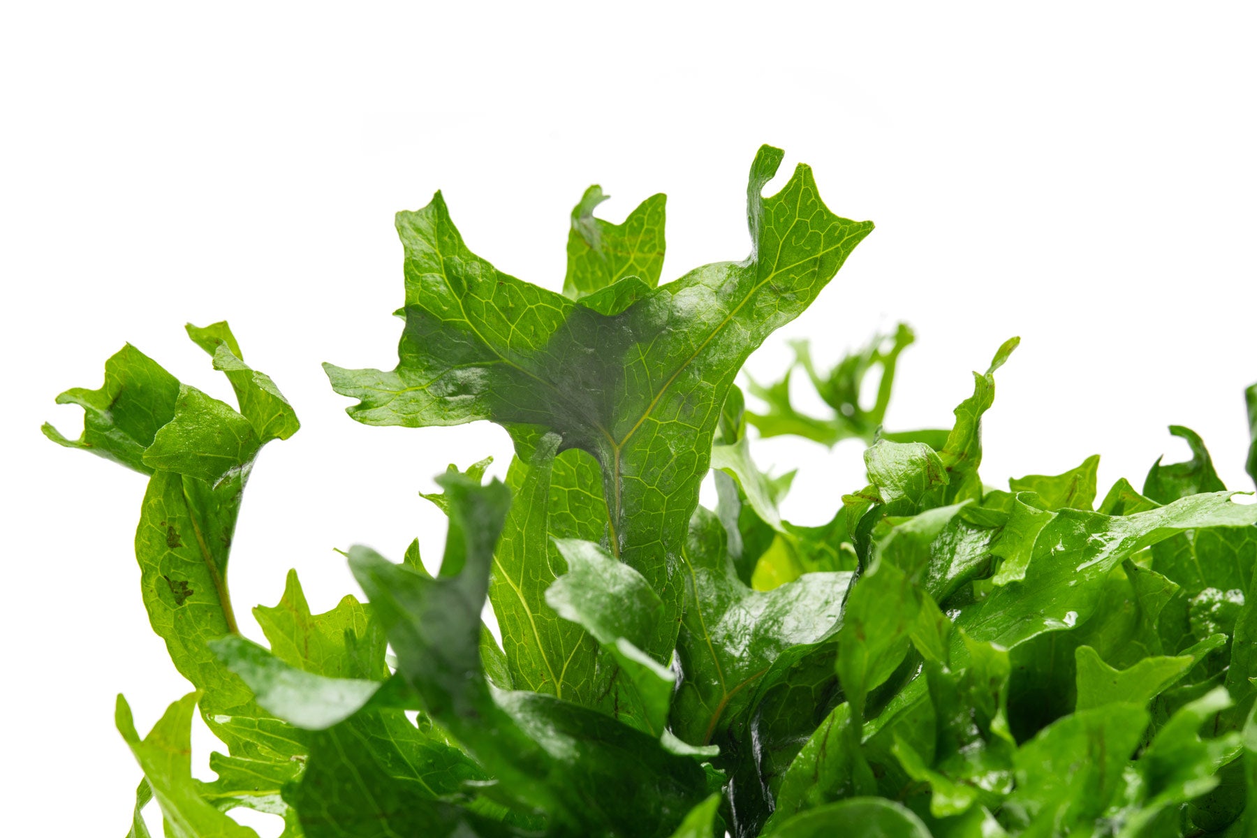 Up close photo of texture of Java Fern Windelov Hybrid's leaves