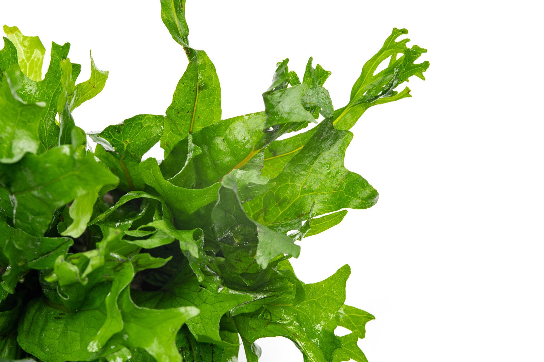 Detail photo of Java Fern leaves
