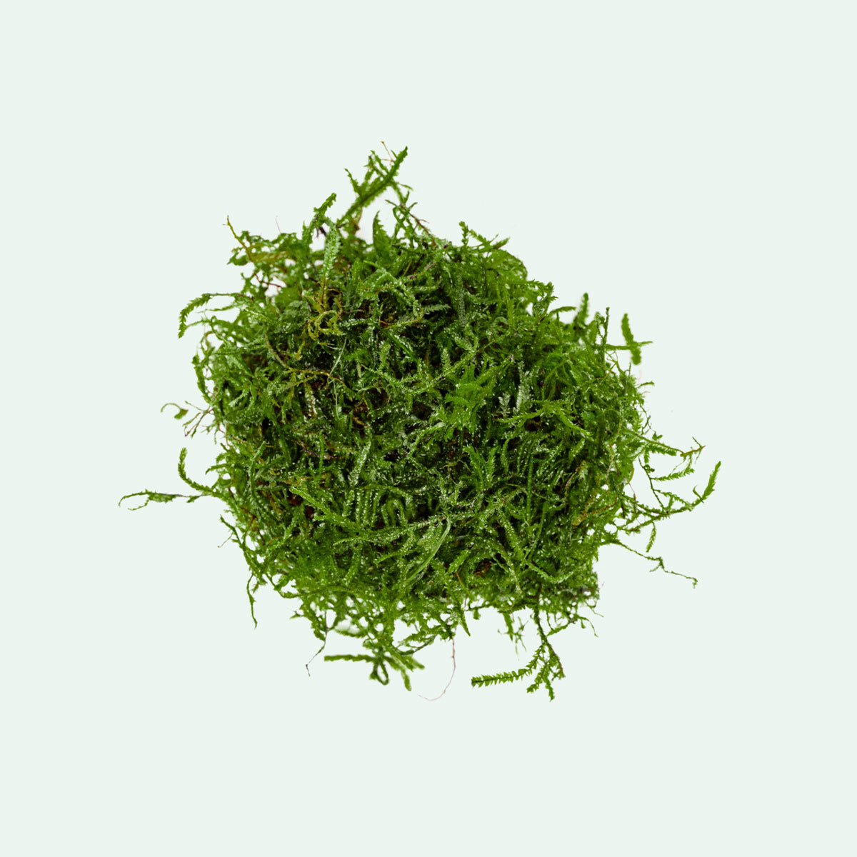 Java Moss - Glass Aqua