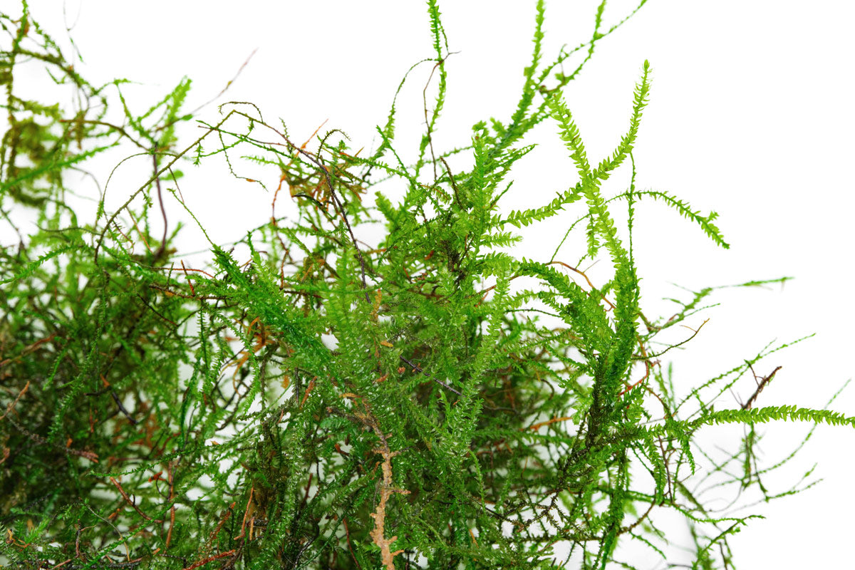 Java Moss - Glass Aqua