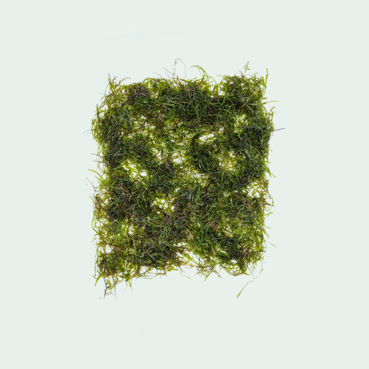 Java Moss