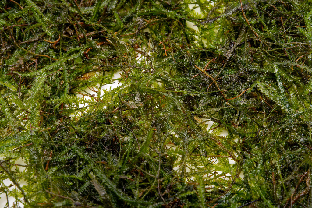 Java Moss